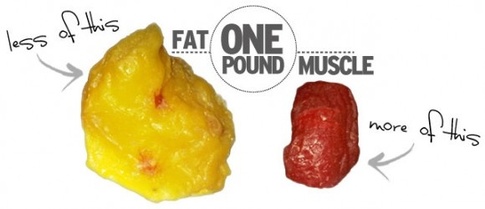 fat vs muscle