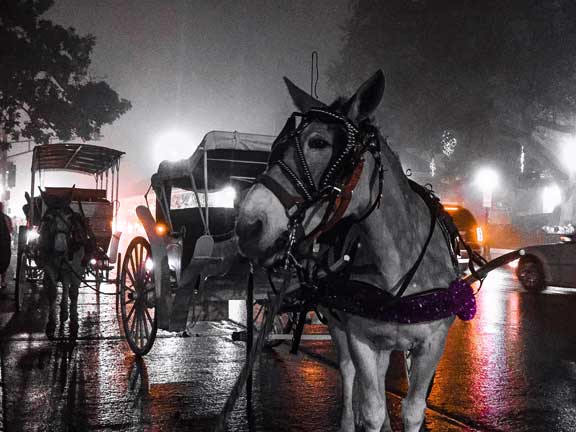 Ghost-Tour-Horse