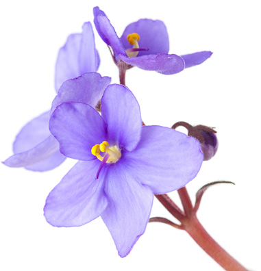 Nateeva-Jamaica-flower
