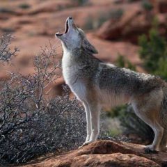 Great Poetry that Evokes California’s Lifestyle (and Coyotes!) from D. B. Leighton!