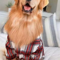 Skip the Covid-19 RollerCoaster! Watch These FUN Videos that Will Have Giggling!