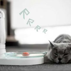 August 8 Is International Cat Day! Check out This KittySpring for Cats!