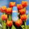 You Need Tulip Dew Sunscreen SPF 50 for July 4 Weekend! Protect Your Skin!