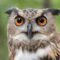 Hotel Maya’s ‘Maya-Animals’ Experience Celebrates with ‘Lucy the Owl’: 10/16!