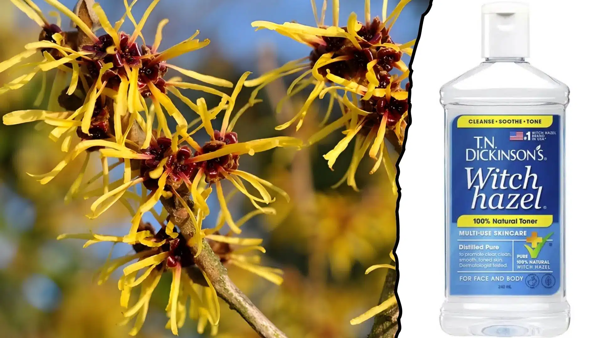witch hazel for face