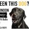 Dog for Dog Hosts ” A Dog Day Afternoon”. Bring Your Pup! September 9, 2-6 PM!!