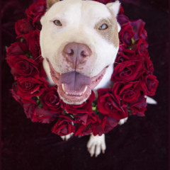 Not Feeling the Love This Valentine’s Day? 14 Reasons “The One” For You May Have 4 Legs! #video