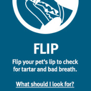 You Take Care of Your Pet’s Health! What About Their Teeth?  Vet Dr. Sanchez Gives 411! #video