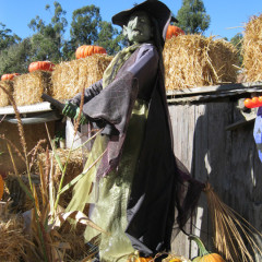 The Truth and Dare about Halloween: An Interview with Z Budapest Queen of the Witches #GuestPost